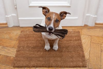 Get Professional Dog Door Installation!