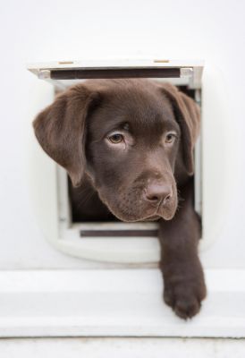Doggie Door Installation - Doggie Door Installation Tucson, Arizona