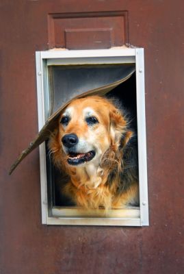 Get a Dog Door Installed!