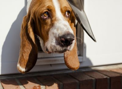 Give Your Dog Greater Freedom!